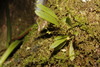 Stelis pygmaea - Photo (c) Sébastien SANT, some rights reserved (CC BY-NC), uploaded by Sébastien SANT