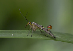 Panorpa germanica