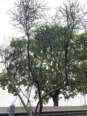Euphorbia tirucalli