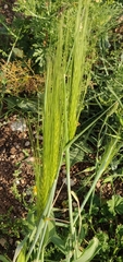 Hordeum spontaneum