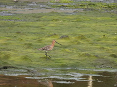 Limnodromus semipalmatus