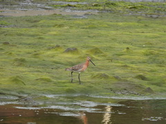 Limnodromus semipalmatus