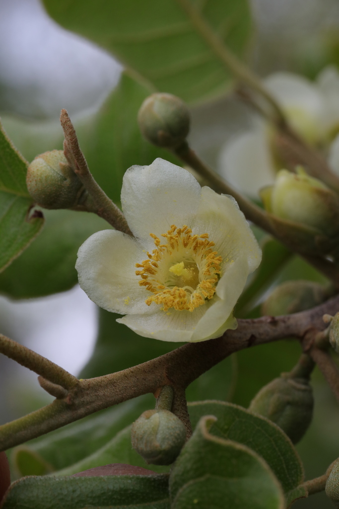 Perrierodendron boinense