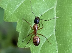 Image of Camponotus americanus