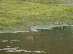 Limnodromus semipalmatus