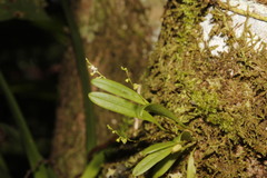 Stelis pygmaea