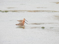 Limnodromus semipalmatus