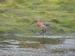 Limnodromus semipalmatus
