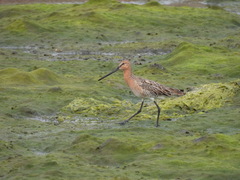 Limnodromus semipalmatus