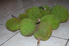 Artocarpus camansi
