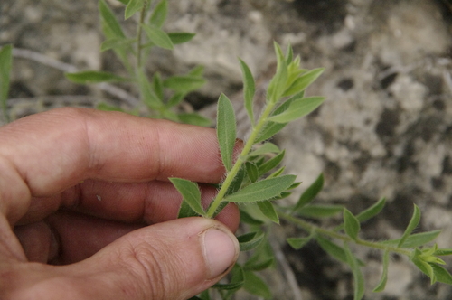 Image of Rockyscree False Goldenaster (Heterotheca fulcrata) by (c) Eric Knight, some rights reserved (CC BY)