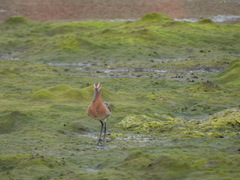 Limnodromus semipalmatus