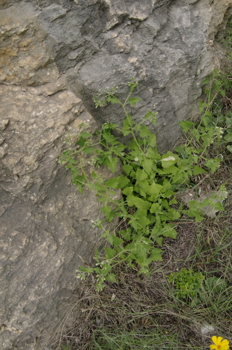 Chisos Mountains brickellbush (Flyriella parryi)