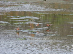 Limnodromus semipalmatus