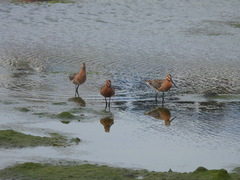 Limnodromus semipalmatus