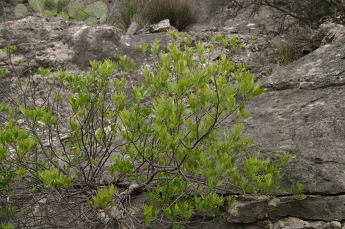 Image of Fraxinus greggii by (c) Eric Knight, some rights reserved (CC BY)