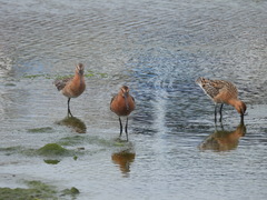 Limnodromus semipalmatus