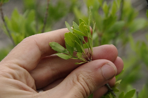 Image of Fraxinus greggii by (c) Eric Knight, some rights reserved (CC BY)
