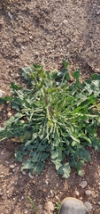 Cichorium endivia