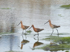 Limnodromus semipalmatus