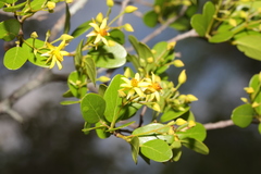 Baudouinia fluggeiformis