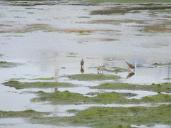 Limnodromus semipalmatus