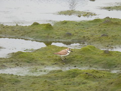 Charadrius alexandrinus