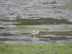 Calidris falcinellus