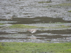 Calidris falcinellus