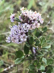 Ceanothus maritimus