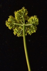 Eriogonum compositum compositum