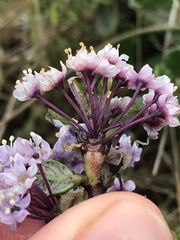 Ceanothus maritimus