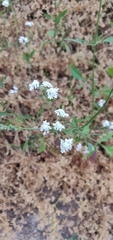 Tordylium carmeli