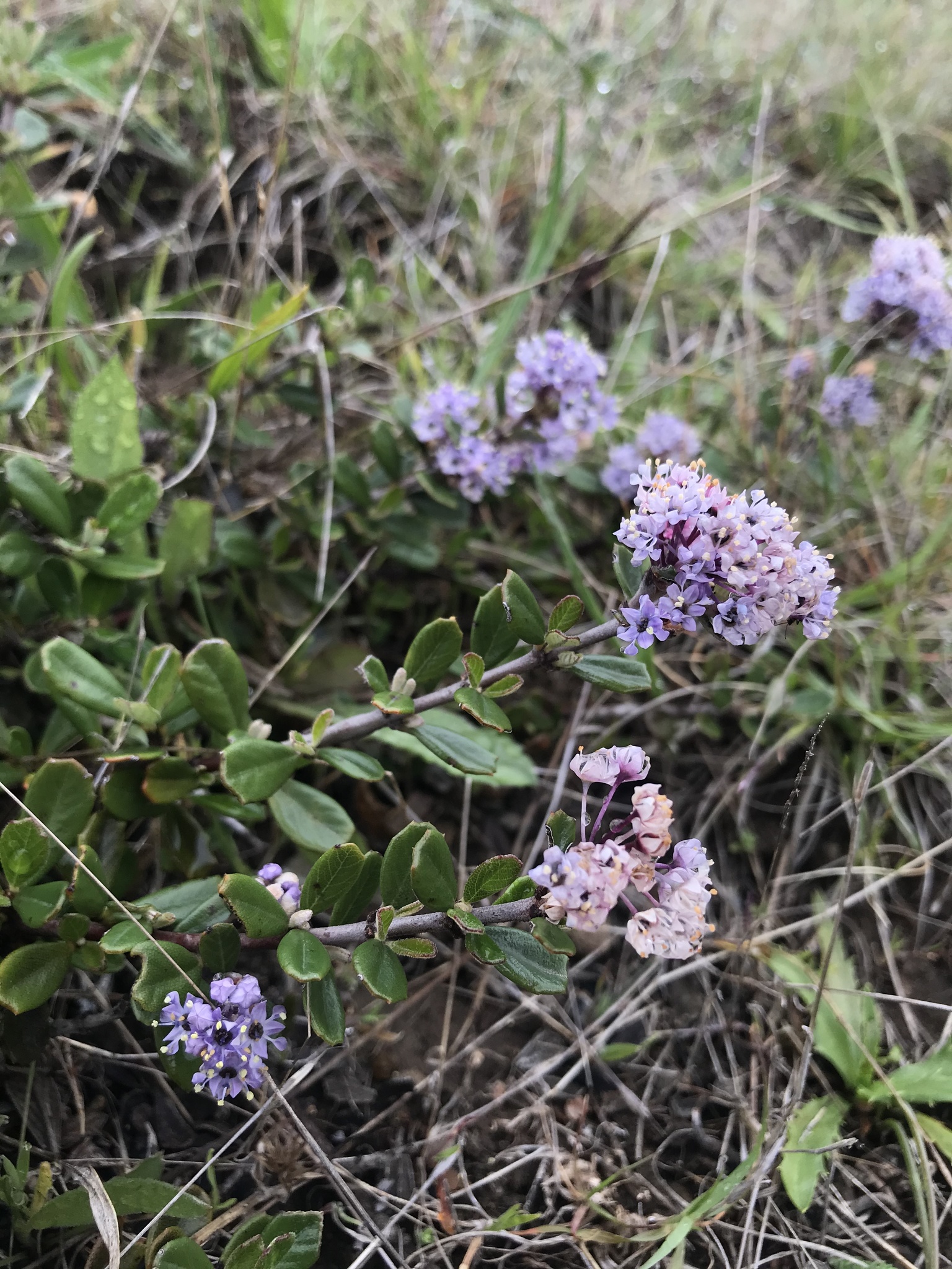 Ceanothus maritimus