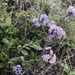 Maritime Ceanothus - Photo (c) Annie Zell, some rights reserved (CC BY-NC), uploaded by Annie Zell