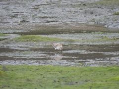 Calidris falcinellus