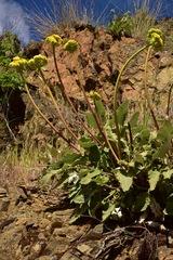 Eriogonum compositum compositum