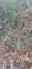 Tordylium carmeli