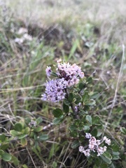 Ceanothus maritimus