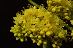 Eriogonum compositum compositum