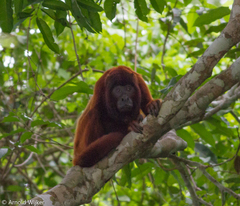Alouatta sara
