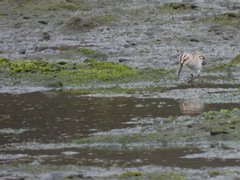 Calidris falcinellus