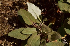 Eriogonum compositum compositum