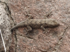 Hemidactylus flaviviridis