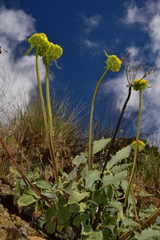 Eriogonum compositum compositum