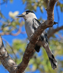 Hook-Billed Vanga photo 2