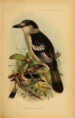 Hook-Billed Vanga photo 5