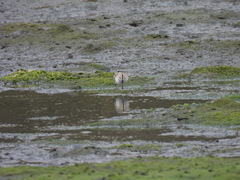 Calidris falcinellus
