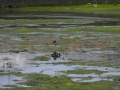 Calidris falcinellus