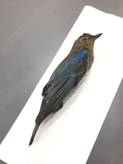 Cyanoptila